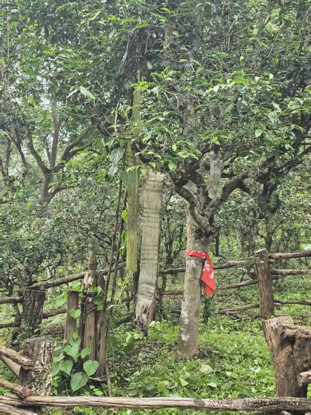 Tea Spirit Tree in Household Garden