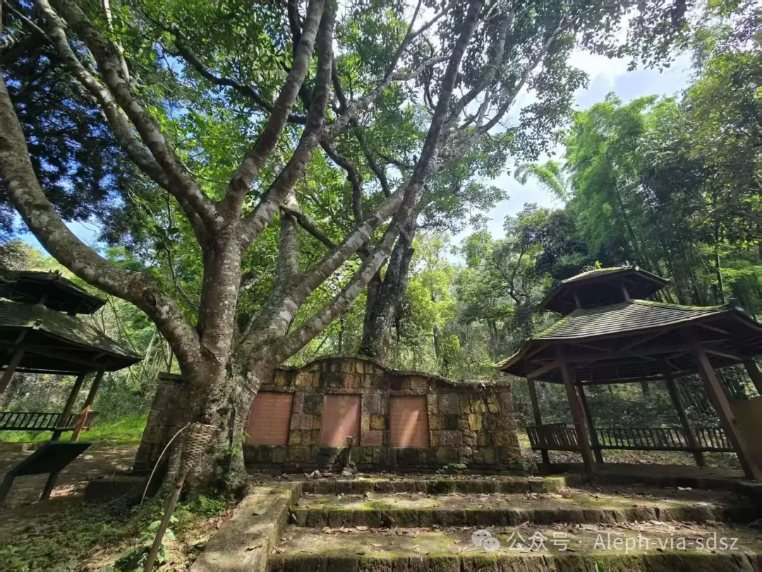Burmese Temple and Tea Groves: Dual Spiritual Order